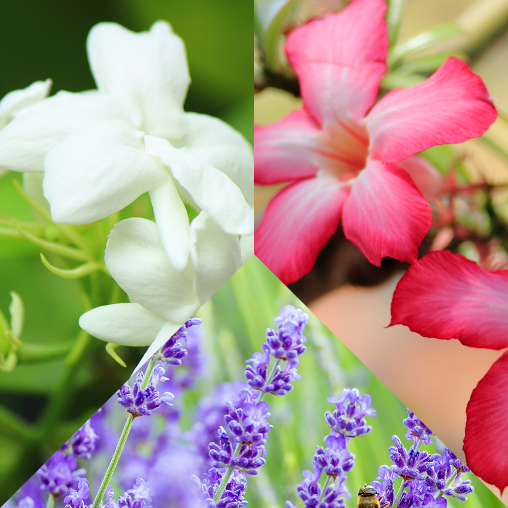 LeSE(リーゼ)植物系・幹細胞培養液